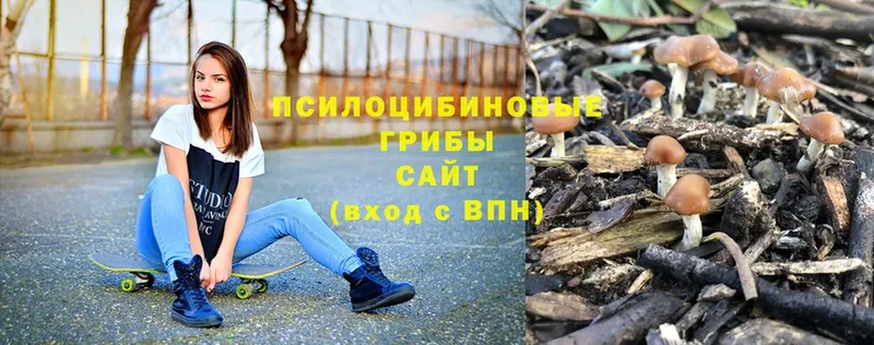 наркотики  Северская  Галлюциногенные грибы мицелий 